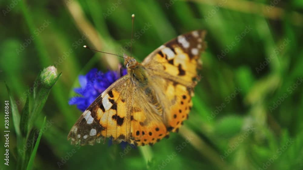 Butterfly feeding on the cornflower. A sunny day on the summer meadow. Butterfly feeding on the cornflower. A sunny day on the summer meadow.