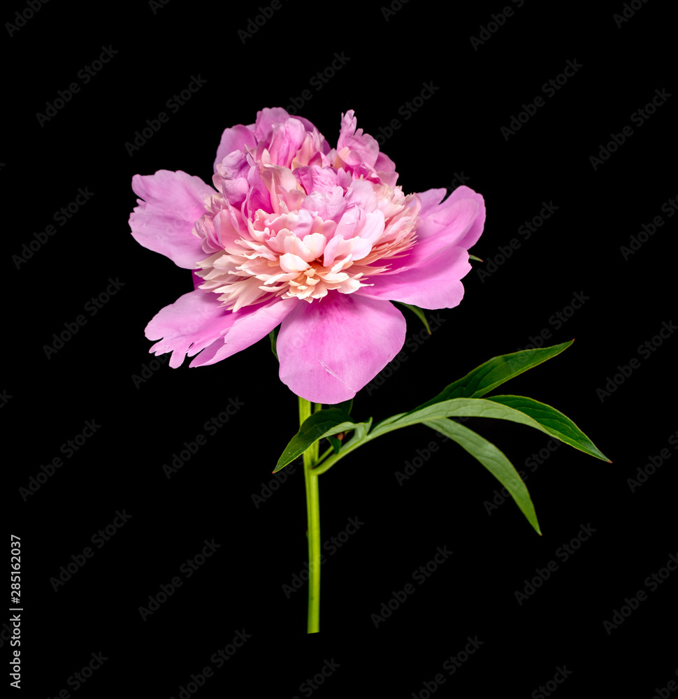 Bright flower peony portrait isolated on black background.