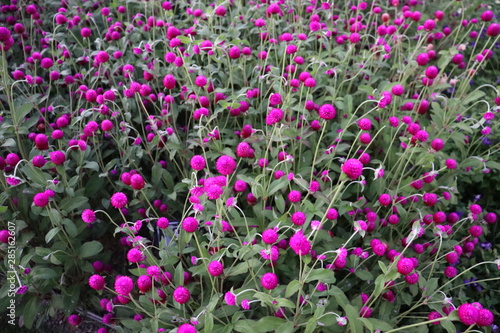 Wallpaper Mural 紫色の花 Torontodigital.ca