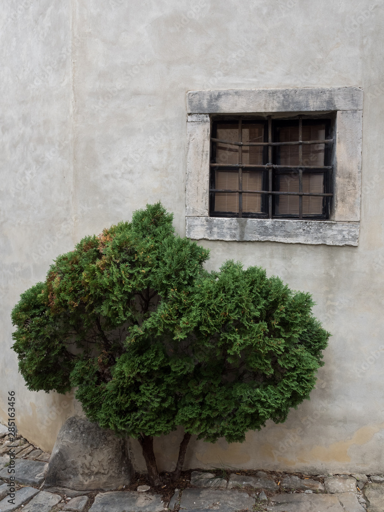 window with bush