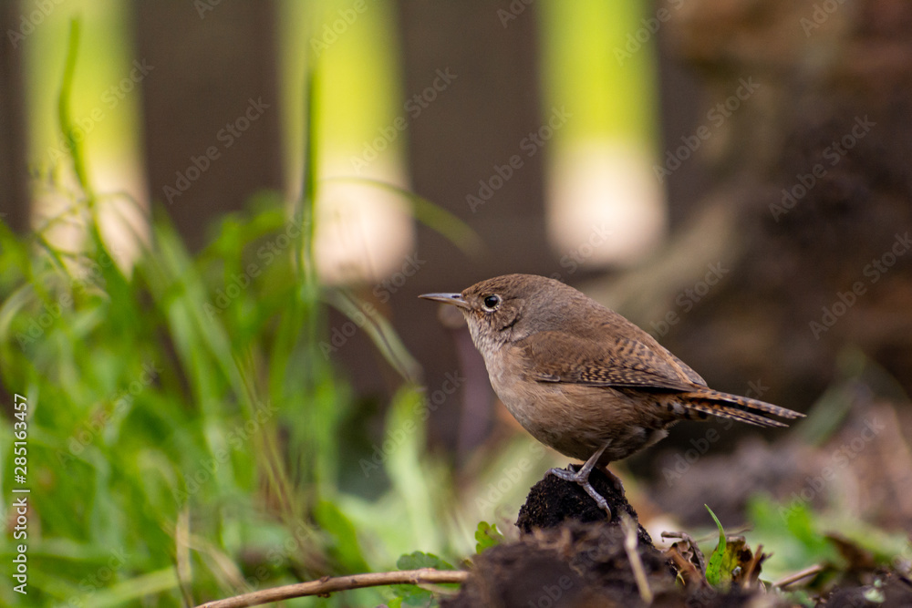 pequeña ave marrón reposando en el suelo sobre fondo natural y verde - Ratonera (Troglodytes aedon) pequeña ave marrón reposando en el suelo sobre fondo natural y verde - Ratonera (Troglodytes aedon)