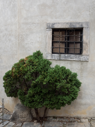 window with bush