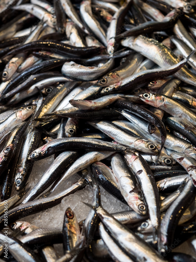 fresh fish in the market fresh fish in the market