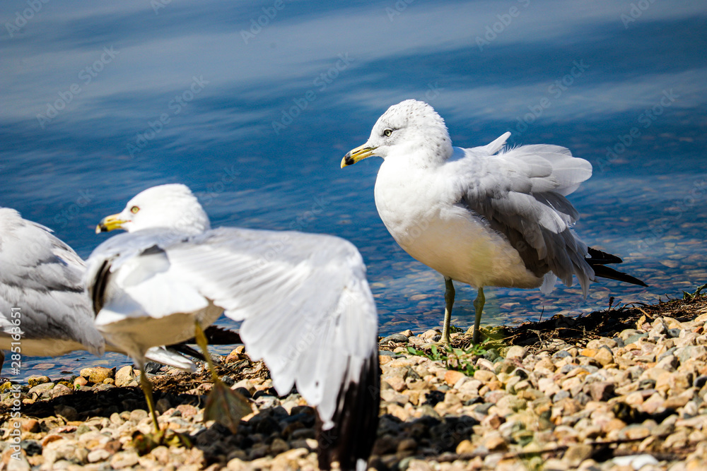 Seagulls Seagulls