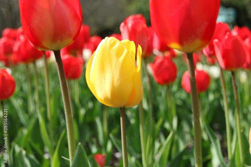 Fototapeta premium チューリップの花壇