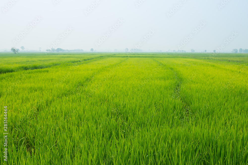 Rice field green grass in the countryside of Thailand in the morning.