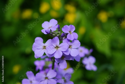 Beautiful Purpler Flowers Blooming in the Forest