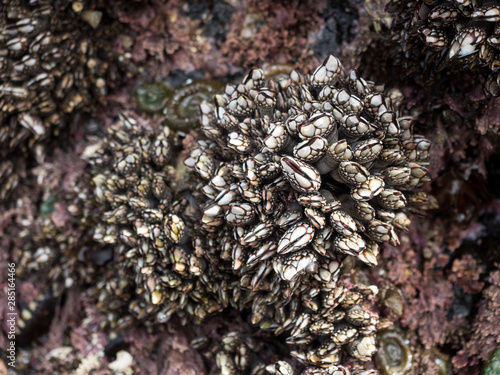 Canvas Print barnacle