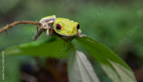 Red eyed tree frog on leaf in Costa Rica 