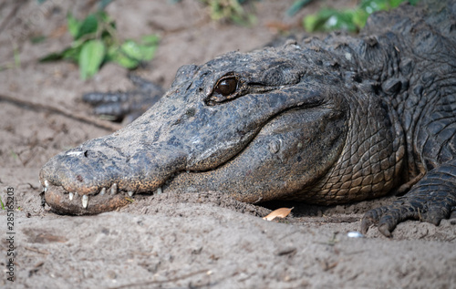 Alligator in Florida 