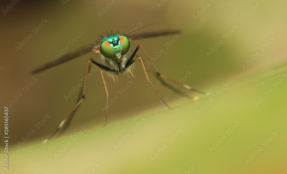 Fototapeta premium long-legged flies on green leaf 