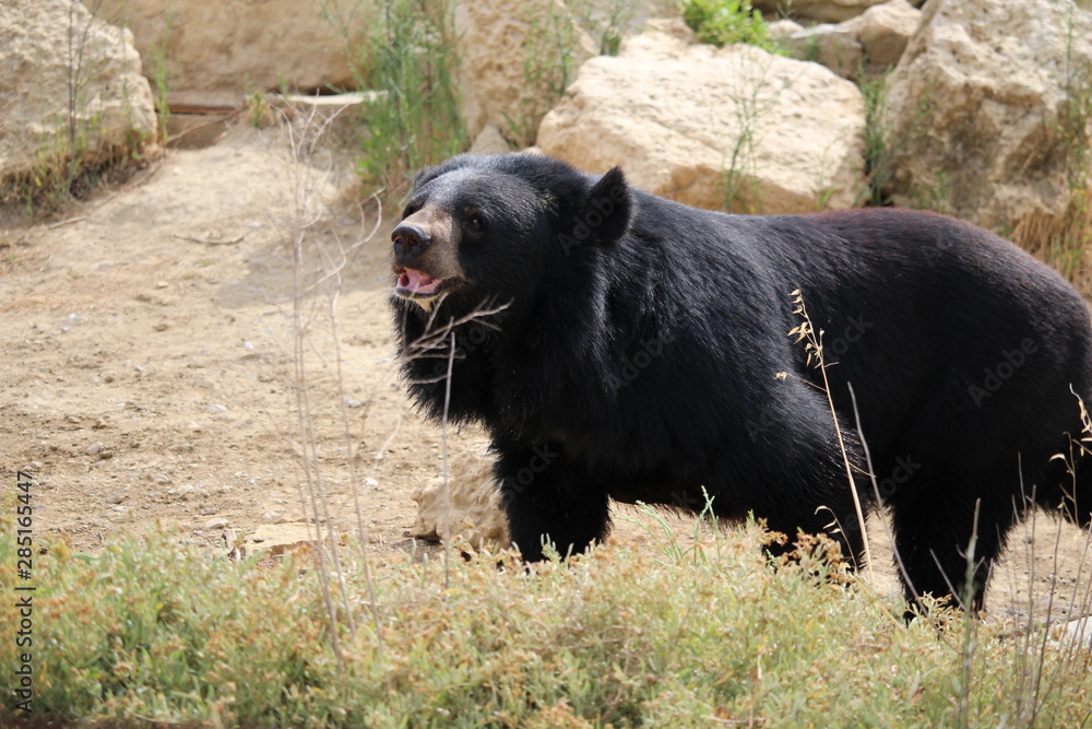 Fototapeta premium bel ours brun