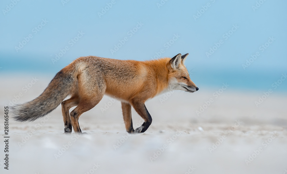 Fototapeta premium Red Fox