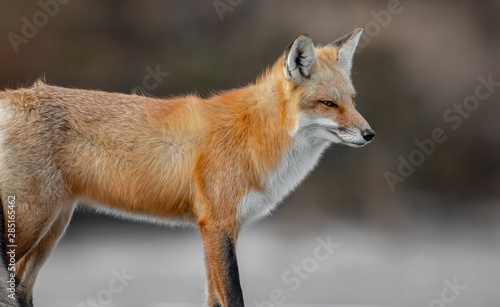 Red Fox © Harry Collins