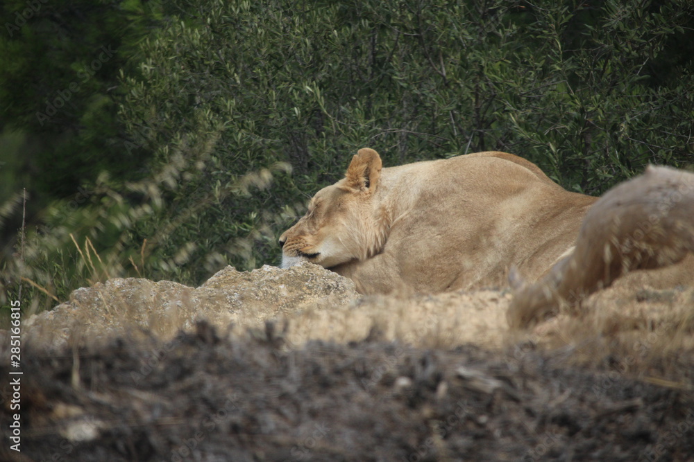 Obraz premium lionne