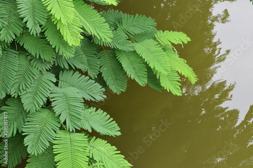 Peltophorum pterocarpum on the water.