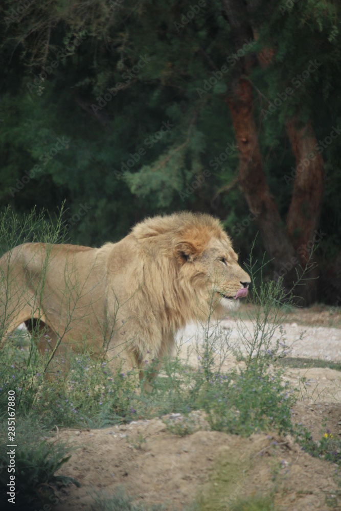 portrait de lion portrait de lion