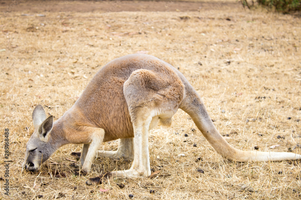 A small brown kangaroo on Phillips Island, Victoria, Australia. A small brown kangaroo on Phillips Island, Victoria, Australia.