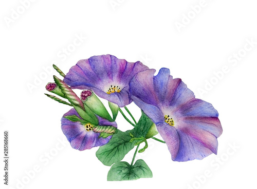 Watercolor with a flowering branch ipomoea close-up. Beautiful purple and lilac flowers of morning glory. Illustration executed in traditional сhinese style, isolated on white background.