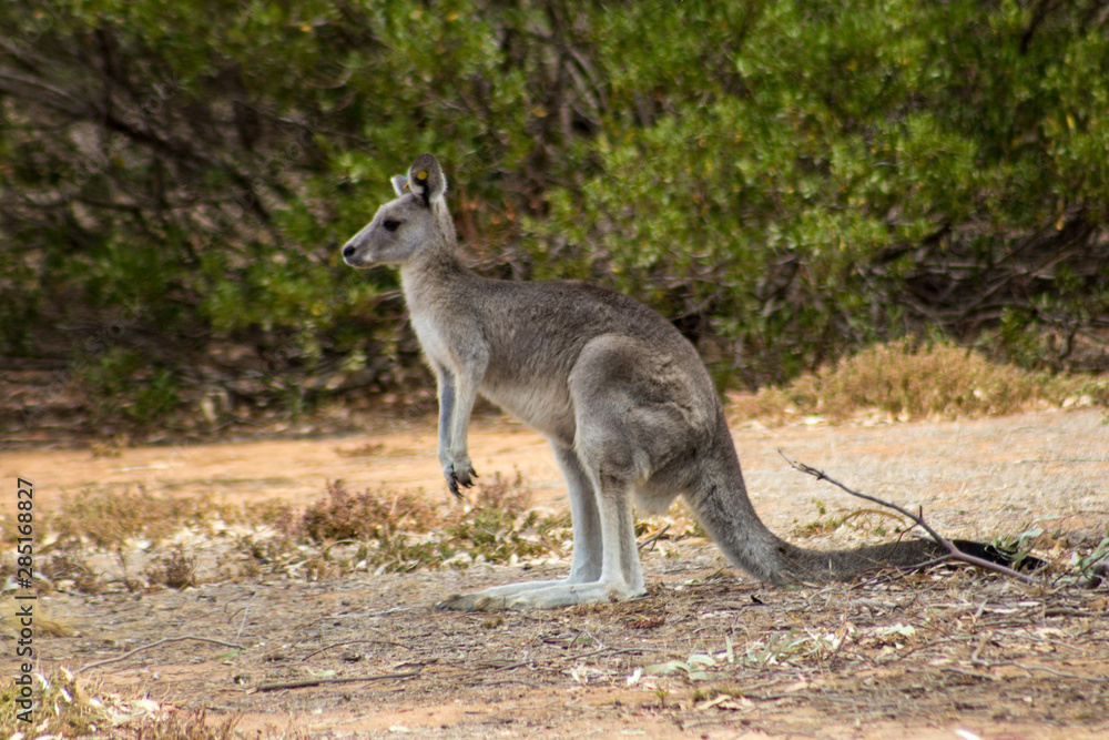 wild grey Kangaroo from a mob near the You Yangs in Victoria, Australia. wild grey Kangaroo from a mob near the You Yangs in Victoria, Australia.