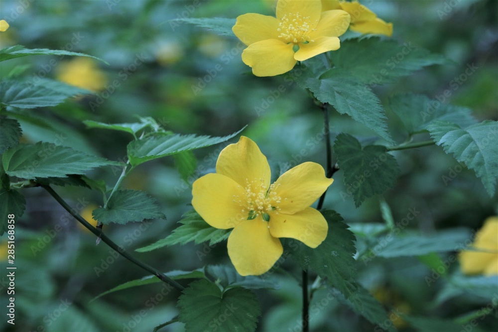 Fototapeta premium 野いちごの花
