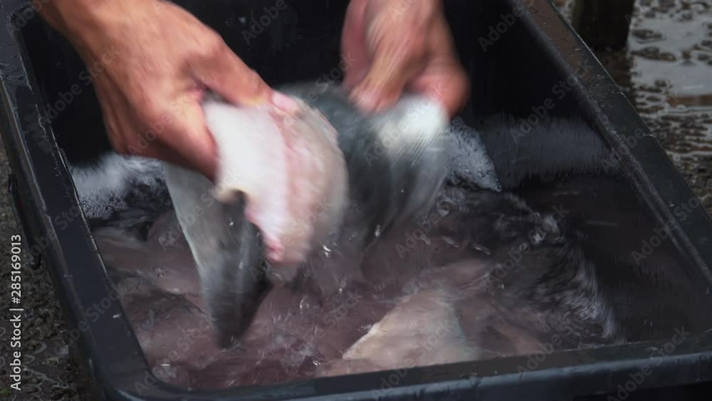 Cleaning up pollock fillets laying in a fish tub. vídeo de Stock Adobe Stock