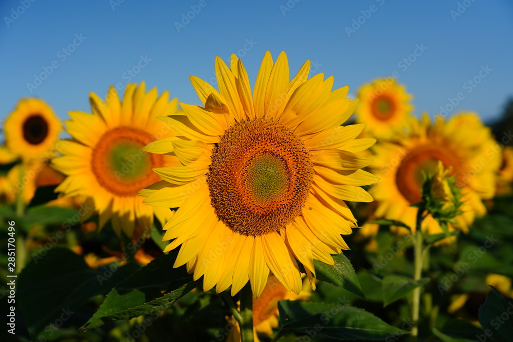 Fototapeta premium Beautiful Field of Sunflowers on a Summer Morning 