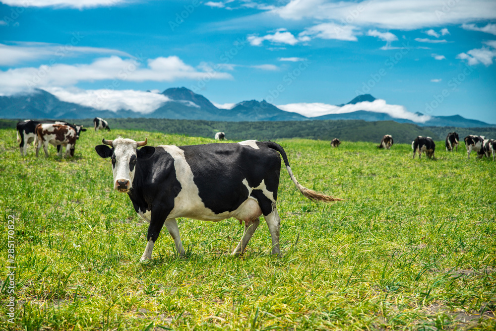 Cows graze in a meadow, mountains can be seen in the distance