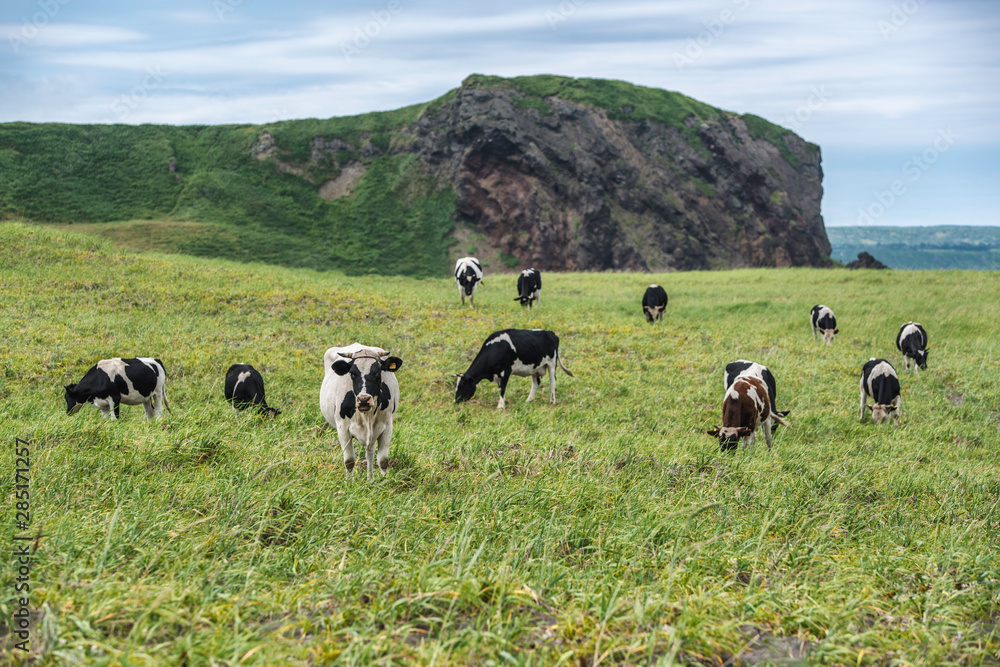 Cows graze in a meadow, mountains can be seen in the distance Cows graze in a meadow, mountains can be seen in the distance