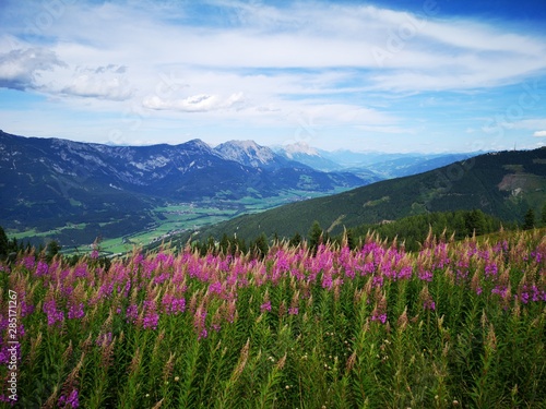 farbenfrohe Blumenwiese in den Alpen