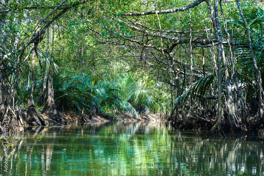 Amazing scenic view tropical with river forest on green trees in the morning rays of the sunset.