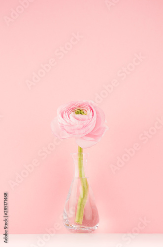 Fresh lovely spring ranunculus in delicate vase in gentle soft light pink color interior, vertical.
