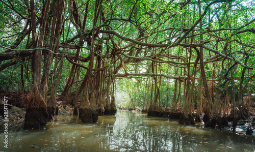 Amazing scenic view tropical with river forest on green trees in the morning rays of the sunset.
