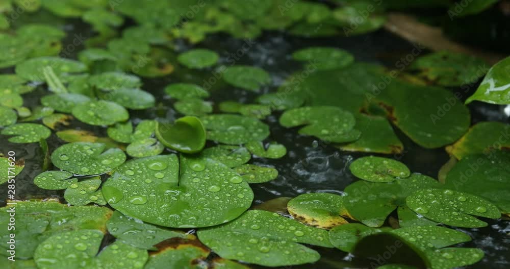 Rain on lotus leaf, water drops with lotus leaf, heavy rain on natural background, dew, raindrop drops Rain on lotus leaf, water drops with lotus leaf, heavy rain on natural background, dew, raindrop drops