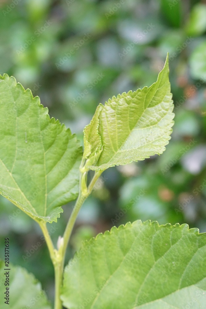 fresh green Morus alba leaves in nature garden fresh green Morus alba leaves in nature garden