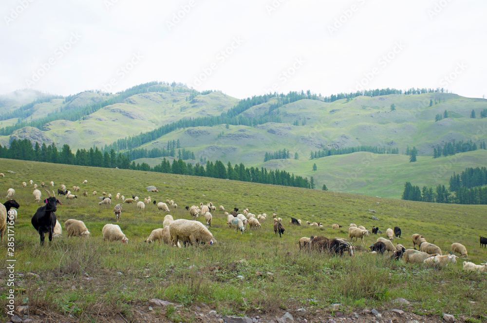 Herd of rams to pass in the mountains of Altai Russia