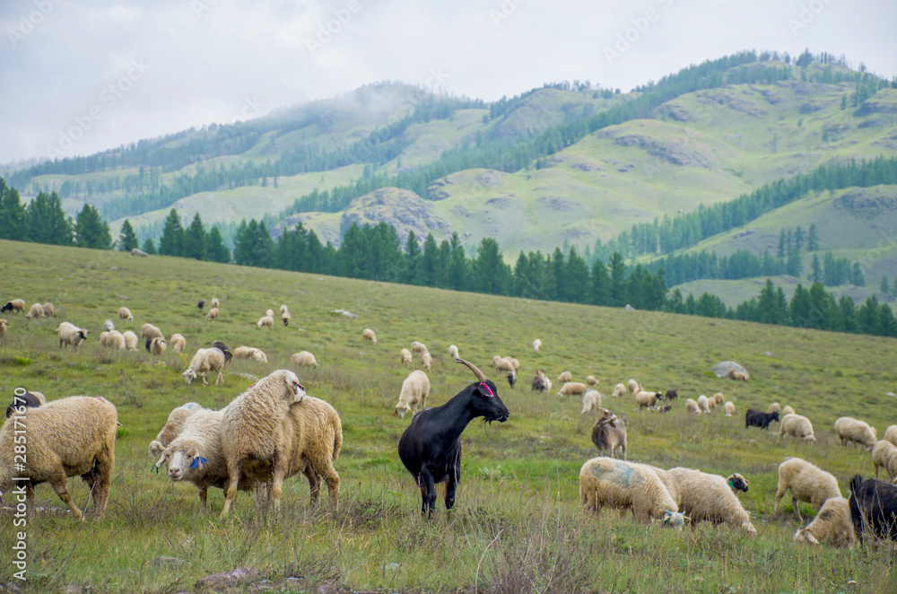 Fototapeta premium Herd of rams to pass in the mountains of Altai Russia