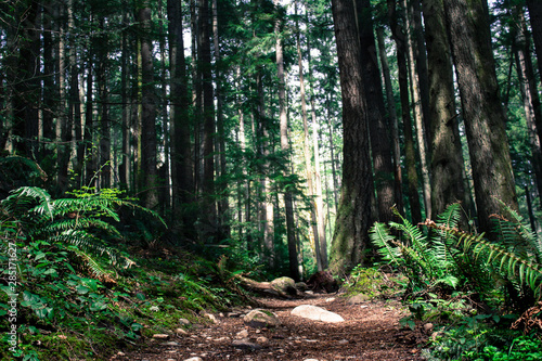 Forest Path on Tiger Mountain in Issaquah, Washington photo
