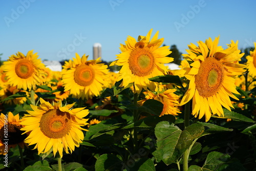 Beautiful Field of Sunflowers on a Summer Morning 