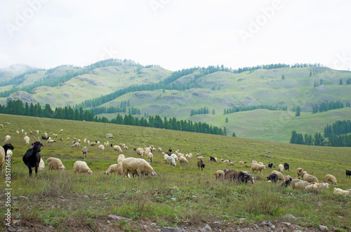 Herd of rams to pass in the mountains of Altai Russia © rosetata
