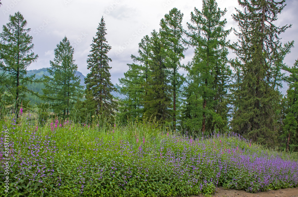 Fototapeta premium Taiga with medicinal plant willow-herb in Russia 