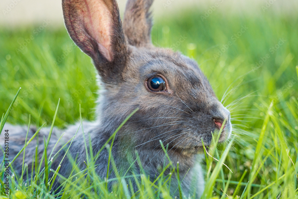 close up portrait of a cute grey rabbit resting on tall green grass field and staring at you close up portrait of a cute grey rabbit resting on tall green grass field and staring at you