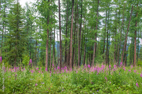 Taiga with medicinal plant willow-herb in Russia 