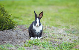 cute bunny with black and white fur sitting on green grass field with blurry green background
