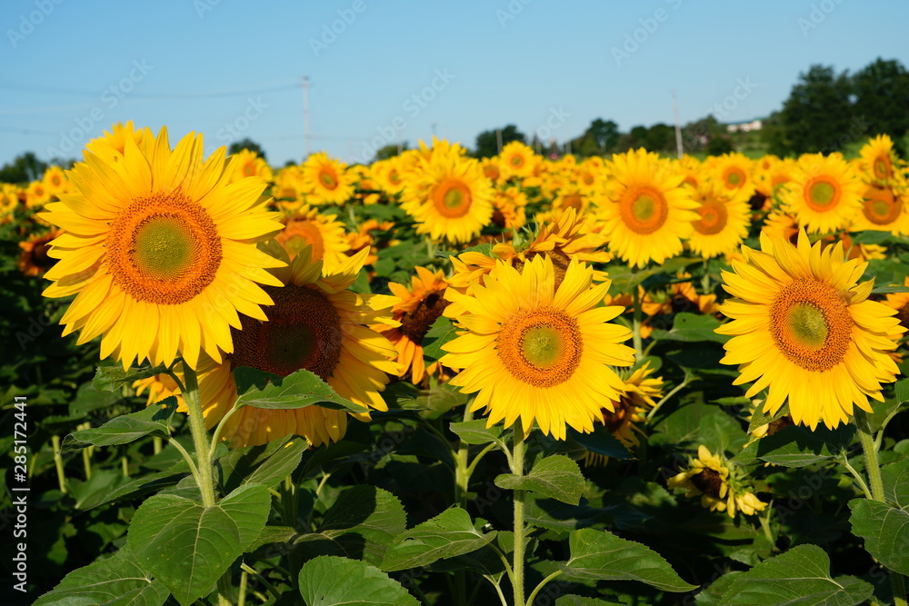 Obraz premium Beautiful Field of Sunflowers on a Summer Morning 