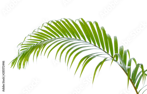 Green leaves palm isolated on white background