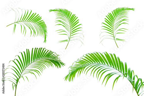 Green leaves palm isolated on white background