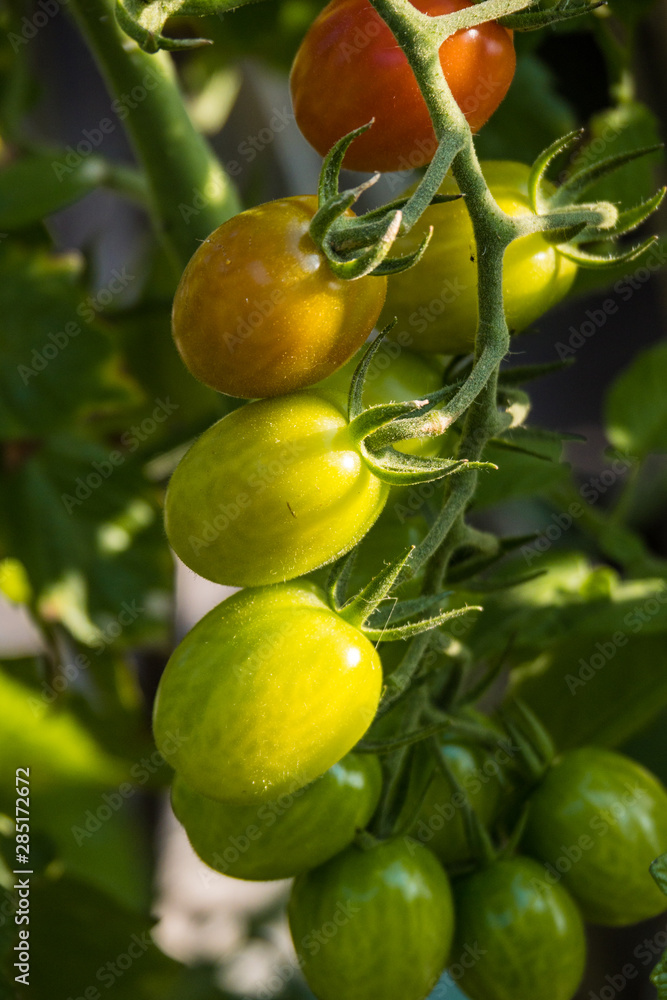 dense green and red cherry tomatoes grown on the vein under the sun in the garden