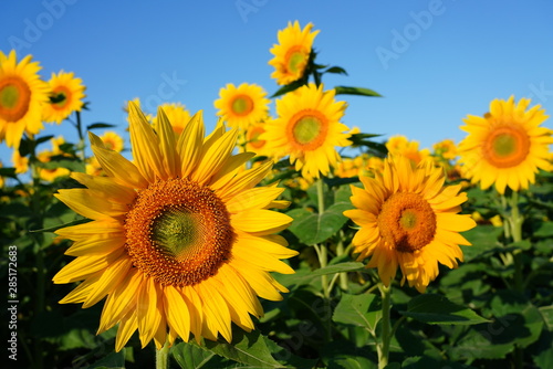 Beautiful Field of Sunflowers on a Summer Morning 