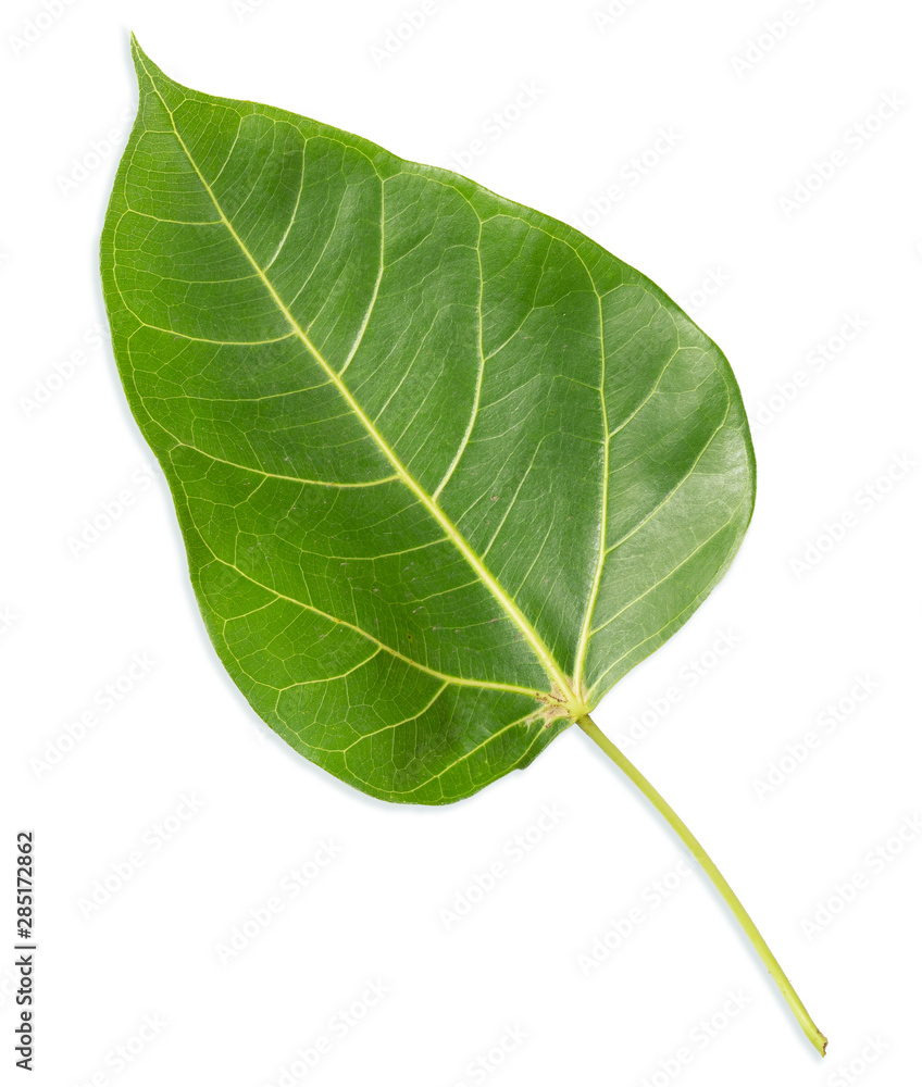 Green bothi leaf, bo leaf isolated on white background. Green bothi leaf, bo leaf isolated on white background.